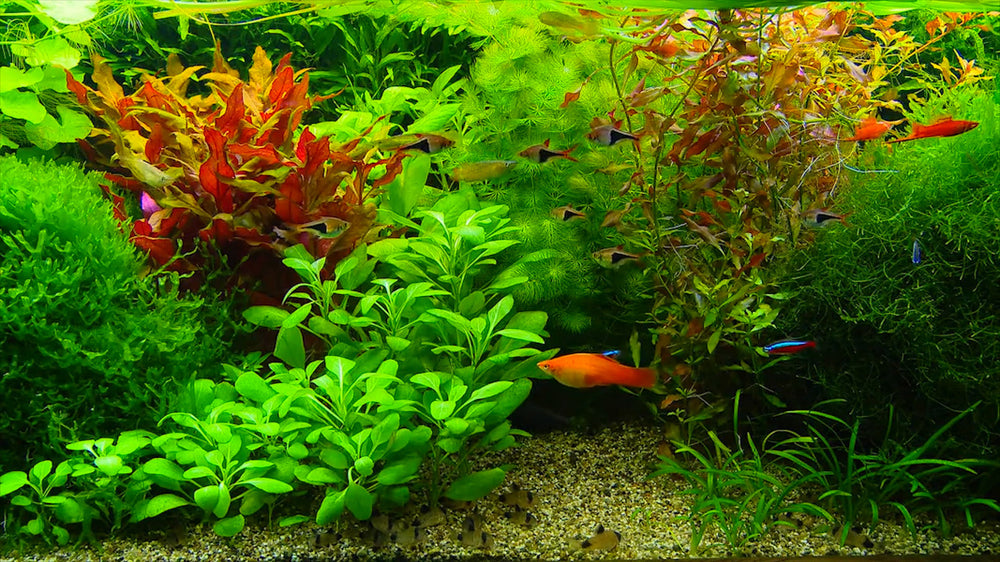 Erlebnismodul Aquarium