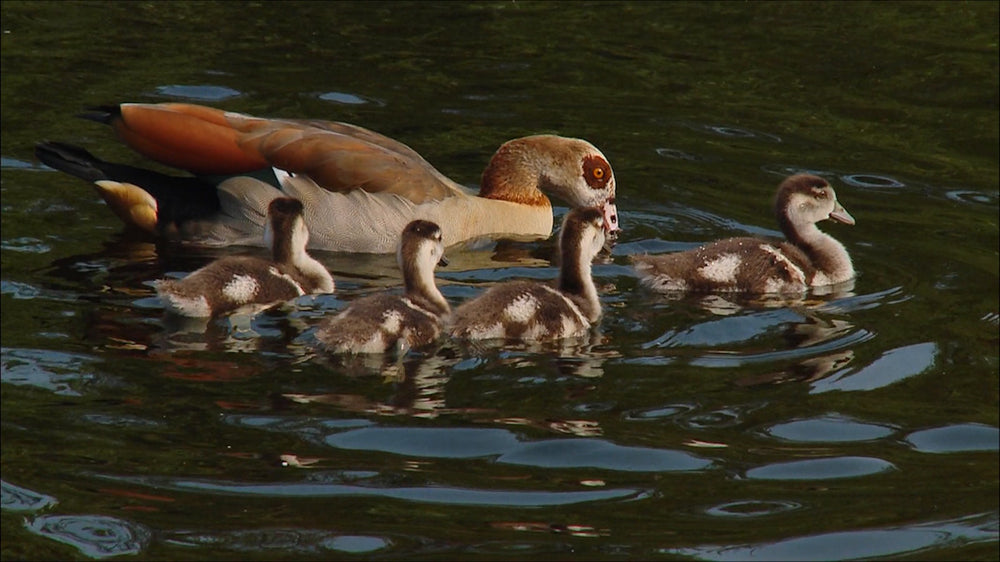 Erlebnismodul Enten & Schwäne