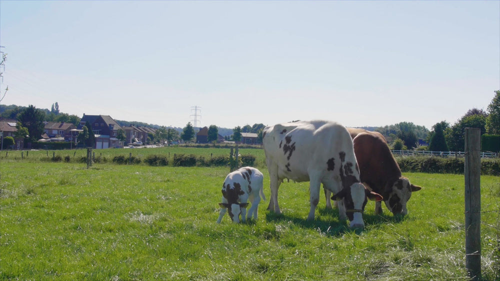 Erlebnismodul Landtiere