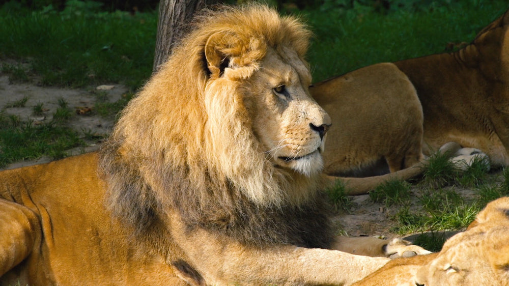 Erlebnismodul Zoo
