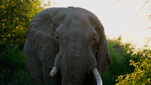 Erlebnismodul Afrika-Safari