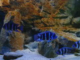 Erlebnismodul Aquarium